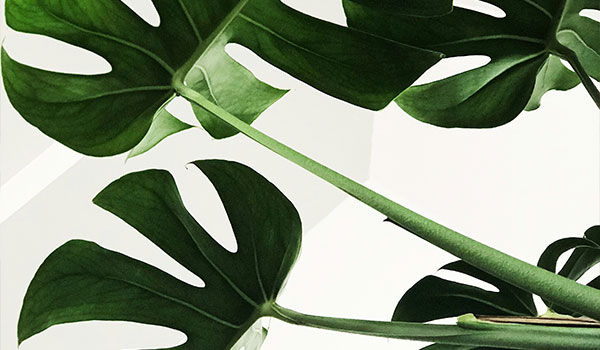 Biophilic-Design-Benefits